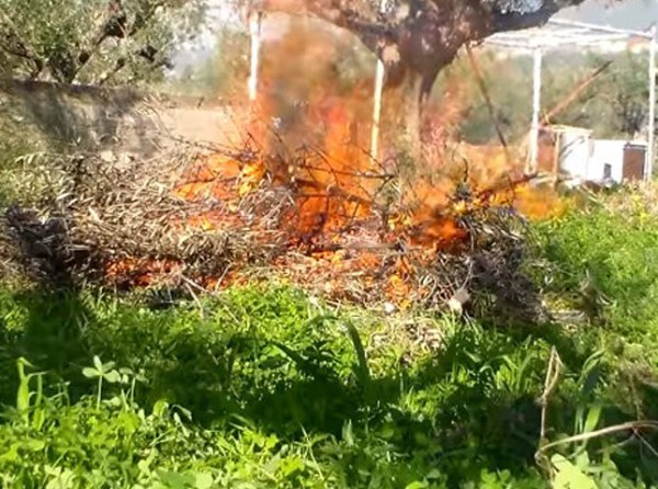 ΠΥΡΟΣΒΕΣΤΙΚΗ ΕΥΒΟΙΑΣ:  Μέχρι πότε επιτρέπεται να καίτε τα κλαδιά από τα κλαδέματα και τι πρέπει να προσέχετε