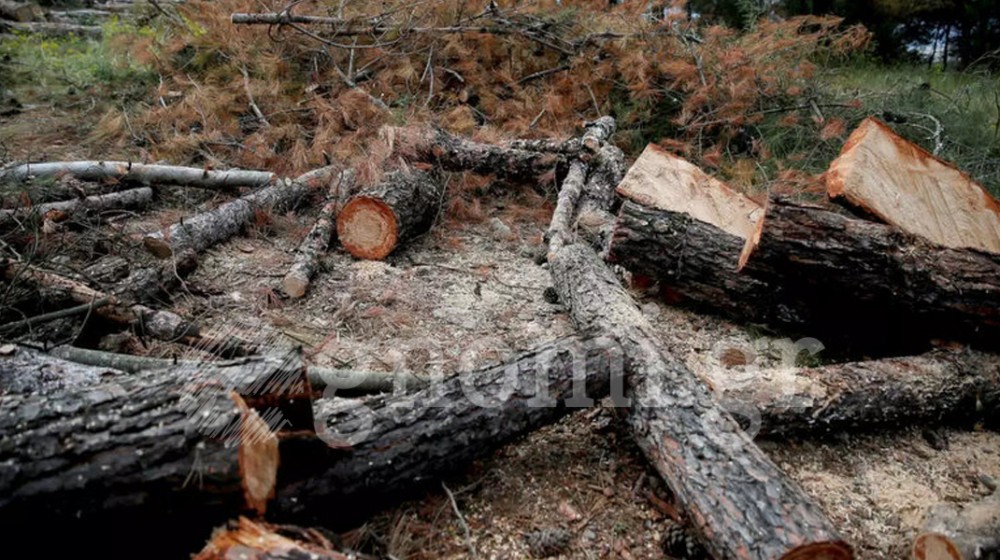 ΒΟΡΕΙΑ ΕΥΒΟΙΑ: Σήμα κινδύνου για το Τελέθριο - Κινδυνεύει από εκτεταμένη λαθροϋλοτομία