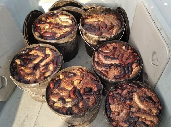 ΧΑΛΚΙΔΑ: Επαγγελματικό σκάφος ψάρεψε παράνομα μεγάλες ποσότητες αγγουριών της θάλασσας (φωτό)