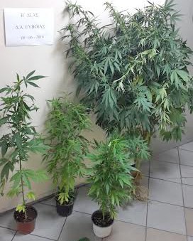 Μπούρτζι: Η έφοδος σε σπίτι ...έδωσε χασισόδενδρα