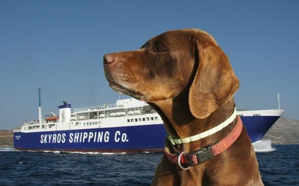 Τραγωδία με κυνηγόσκυλα στο καράβι της Σκύρου