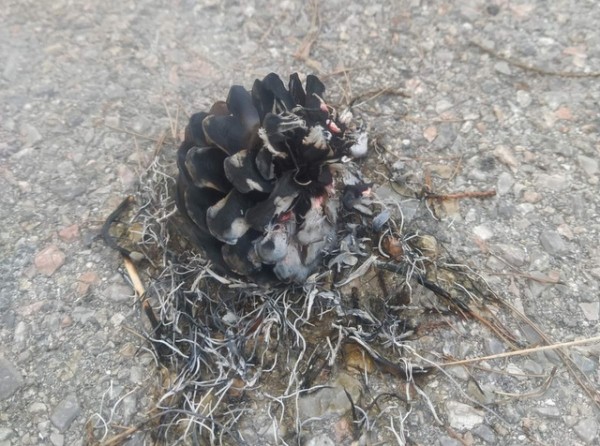 ΧΑΛΚΙΔΑ: Δύο ανήλικοι πήγαν να βάλουν μπουρλότο στην περιοχή της Κανήθου