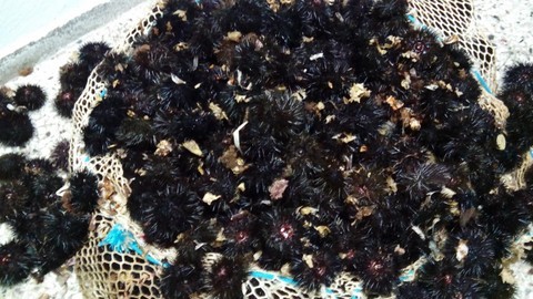 ΧΑΛΚΙΔΑ: Ερασιτέχνης ψαράς ψάρευε παράνομα αχινούς στο Εγγλεζονήσι