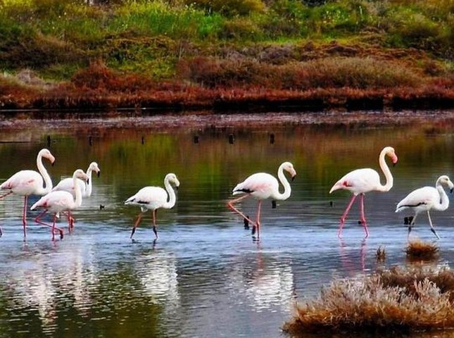ΛΑΜΨΑΚΟΣ ΧΑΛΚΙΔΑΣ: Υπέροχο θέαμα από τα Φλαμίνγκο στις Αλυκές Κοπανά (VIDEO)