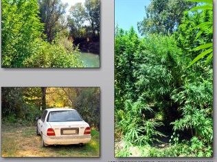 Καλλιεργούσε  φυτεία με 161 δενδρύλλια κάνναβης 49χρονος (pics)