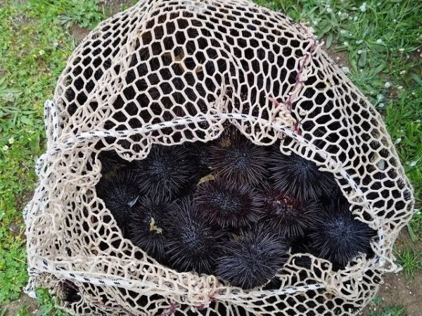 ΠΟΛΙΤΙΚΑ ΕΥΒΟΙΑΣ: 50χρονος ψάρευε παράνομα αχινούς στο Λιμενάρι (φωτό)