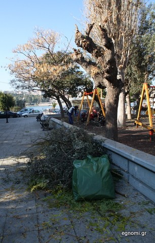 Μόνο κλάδεμα έκαναν στις ελιές της πλατείας Αγίου Νικολάου
