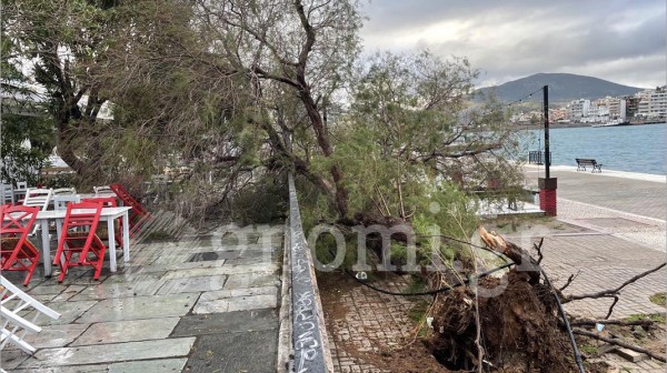 ΧΑΛΚΙΔΑ: Ο δυνατός αέρας ξερίζωσε το αλμυρίκι στο κρηπίδωμα