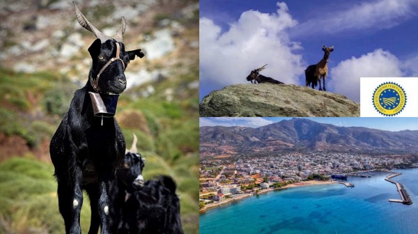 Το αρνί και το κατσίκι Καρύστου αποκτούν Προστατευόμενη Ονομασία Προέλευσης