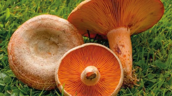 Οι μανίτες γλίτωσαν τον λαθροκυνηγό