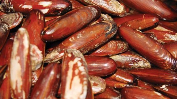 ΧΑΛΚΙΔΑ: Επαγγελματίας ψαράς κατείχε παράνομα πετροσωλήνες