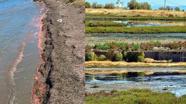 Σε τροχιά σύγκρουσης ΠΑΚΟΕ και Ορνιθολογική Εταιρεία για τον υγρότοπο Φάρου Αυλίδας