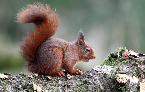 Σκίουρος κλέβει κάμερα και κινηματογραφεί ένα υπέροχο βίντεο (VIDEO)