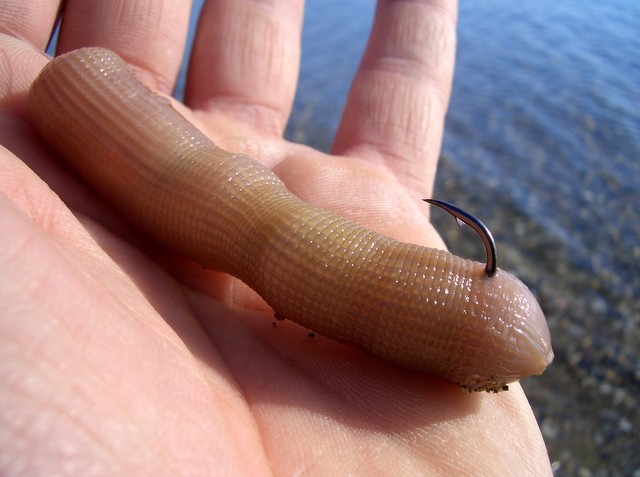 ΜΠΟΥΡΤΖΙ ΧΑΛΚΙΔΑΣ: Ερασιτέχνης ψάρευε δολώματα παράνομα