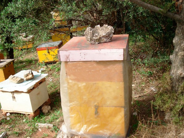 Έκλεψε 8 κυψέλες μελισσών 41χρονος στις Ροβιές Εύβοιας
