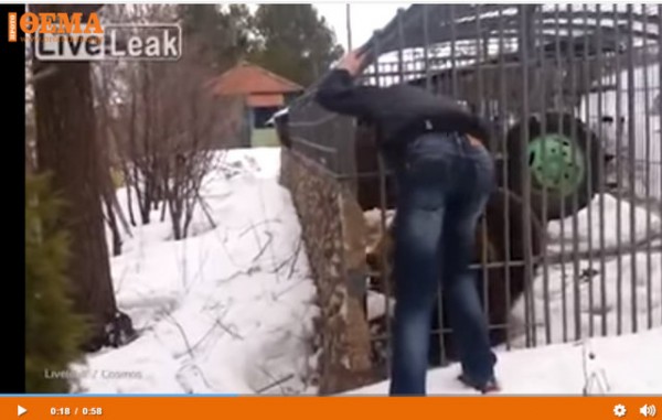 Αρκούδα έκοψε το χέρι άντρα που πήγε να παίξει μαζί της (VIDEO)