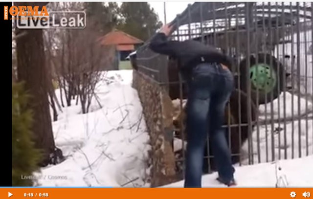 Αρκούδα έκοψε το χέρι άντρα που πήγε να παίξει μαζί της (VIDEO)