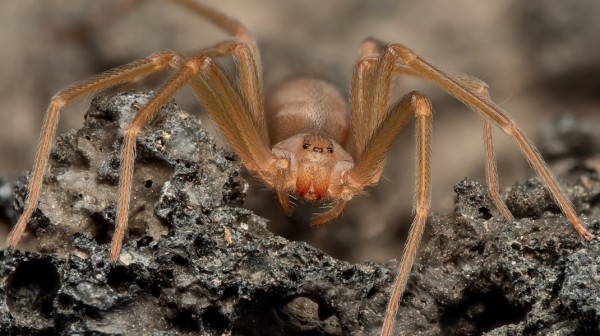 Τι είναι η καφέ αράχνη από την οποία πέθανε 48χρονος - Μπορεί να προκαλέσει από ταχυπαλμίες έως οξεία νεφρική ανεπάρκεια
