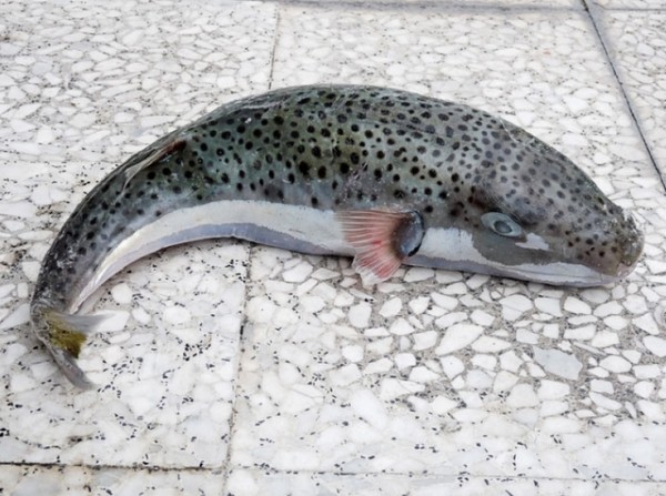 Ψάρεψαν επικίνδυνο λαγοκέφαλο στο Μαλλιακό κόλπο