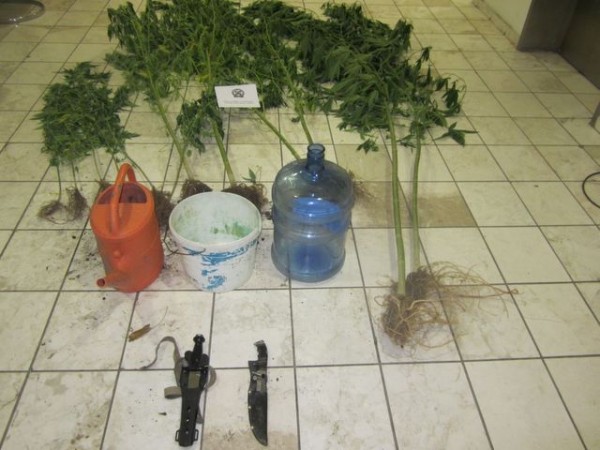 ΦΘΙΩΤΙΔΑ: Φύτεψε χασισόδενδρα μέσα σε ελαιοπερίβολο 34χρονος Έλληνας (pics)