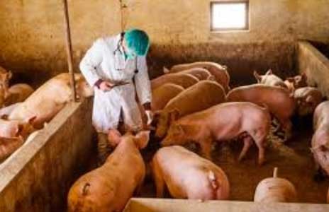 «Συναγερμός» στην Ευρώπη για κρούσματα αφρικανής πανώλης των χοίρων