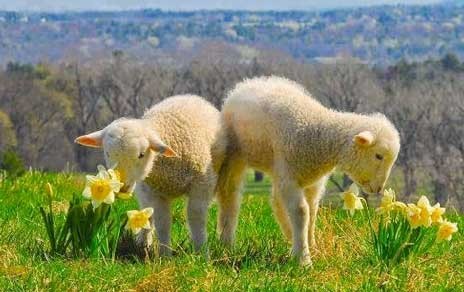 Εκλεβε αρνιά και τα πουλούσε για το Πάσχα