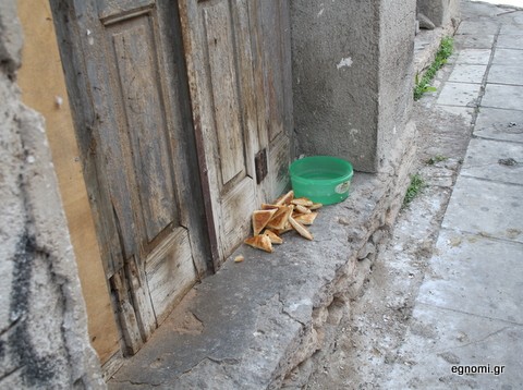 Ταΐζουν τους σκύλους με τυροπιτάκια