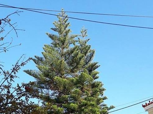 Αροκάρια με δύο κορφές στο κέντρο της Χαλκίδας