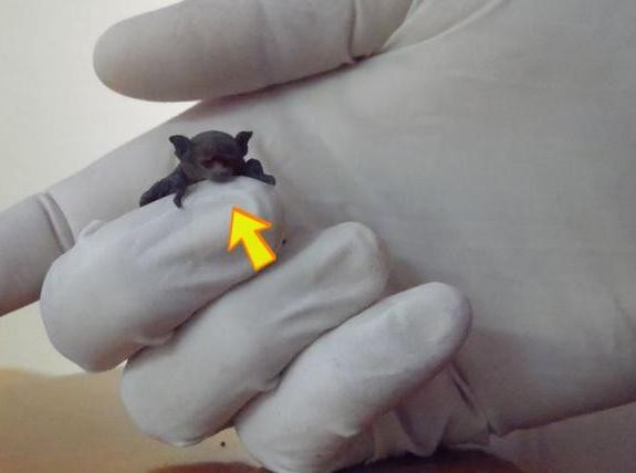 Βρήκε μωρό νυχτεριδάκι στο μπαλκόνι της