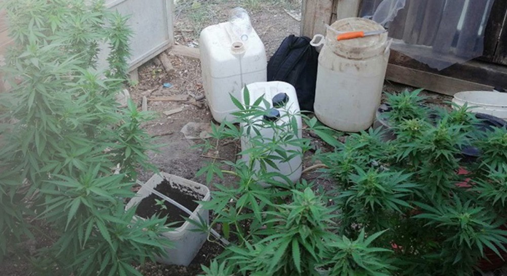 ΗΡΑΚΛΕΙΟ: Φύτεψε χασίς ανάμεσα στις φασολιές