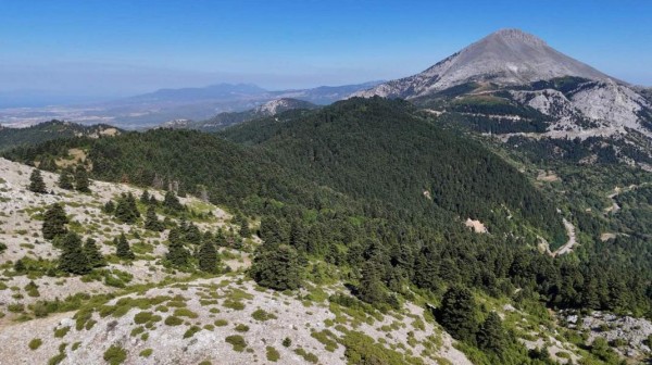 ΧΑΛΚΙΔΑ: Εξόρμηση στο μοναδικό δάσος Ξηροβουνίου από τον Σύλλογο Σιδερίτης