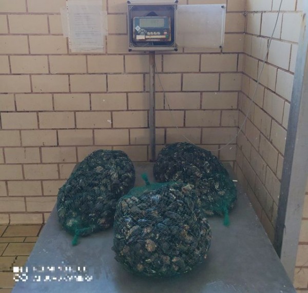 ΜΑΛΑΚΩΝΤΑΣ ΕΡΕΤΡΙΑΣ: Το Λιμεναρχείο κατάσχεσε 315 κιλά μύδια ακατάλληλα για κατανάλωση (φωτό)