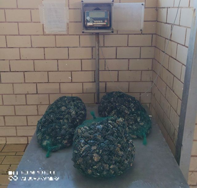 ΜΑΛΑΚΩΝΤΑΣ ΕΡΕΤΡΙΑΣ: Το Λιμεναρχείο κατάσχεσε 315 κιλά μύδια ακατάλληλα για κατανάλωση (φωτό)