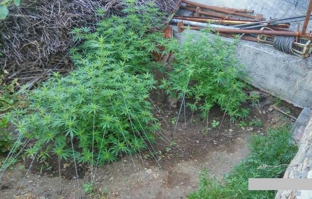 Φύτεψε 10 δενδρύλλια χασίς στην αυλή του σπιτιού του