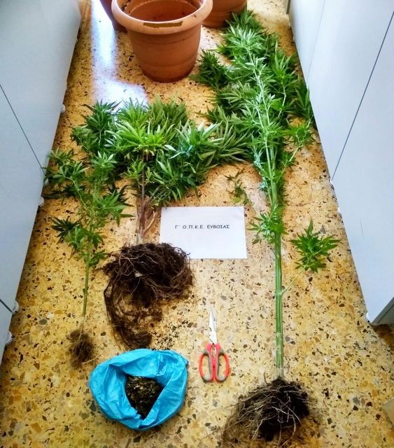 ΙΣΤΙΑΙΑ: Καλλιεργούσε δενδρύλλια χασίς σε γλάστρες κάτοικος της περιοχής