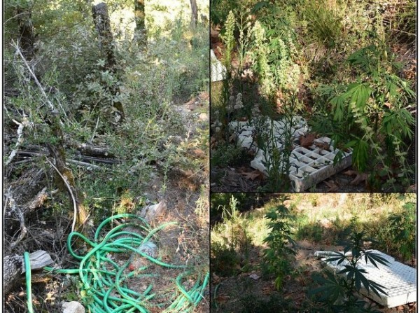 ΣΤΕΡΕΑ ΕΛΛΑΔΑ: Εντοπίστηκε νέα φυτεία σε ορεινή δύσβατη περιοχή