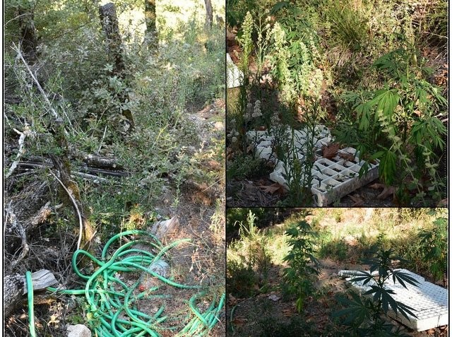 ΣΤΕΡΕΑ ΕΛΛΑΔΑ: Εντοπίστηκε νέα φυτεία σε ορεινή δύσβατη περιοχή