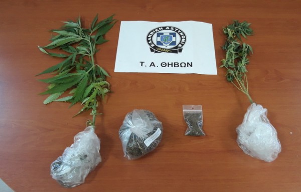 Συνελήφθη 58χρονος για κατοχή και καλλιέργεια χασίς