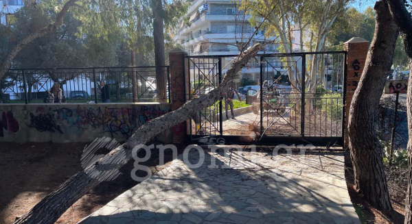 ΑΛΣΥΛΛΙΟ ΦΑΡΟΣ-ΧΑΛΚΙΔΑ: Κατέρρευσε πεύκο!
