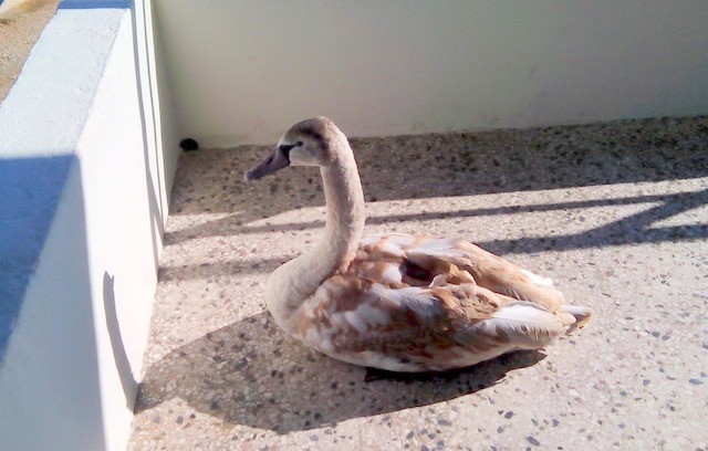 Οι λιμενικοί έσωσαν τραυματισμένο  κύκνο στην Κύμη