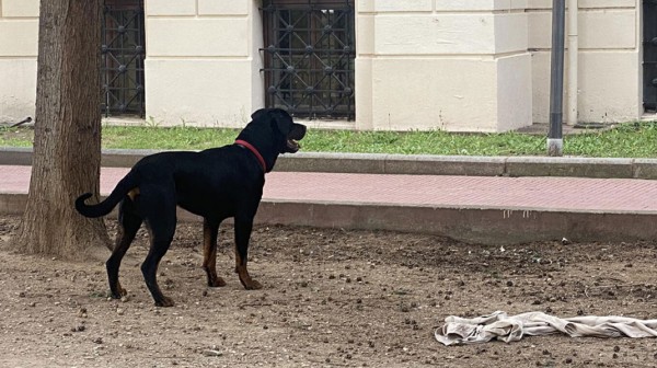 Σκύλος ράτσας ροτβάιλερ επιτέθηκε σε φοιτητές στο ΑΠΘ (Video)