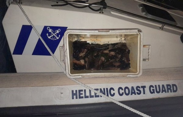 ΑΓΙΑ ΜΑΡΙΝΑ ΧΑΛΚΙΔΑΣ: Εντοπίστηκε 51χρονος να ψαρεύει παράνομα αγγούρια της θάλασσας