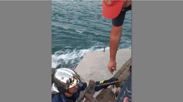 ΧΑΛΚΙΔΑ: Η Πυροσβεστική Υπηρεσία έσωσε γατάκι στην παλιά γέφυρα του Ευρίπου (PHOTOS)