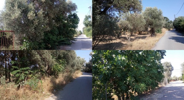 ΜΠΟΥΡΤΖΙ ΧΑΛΚΙΔΑΣ: Κίνδυνος πυρκαγιάς από κλαδιά που μπαίνουν στο δρόμο και ξερά χόρτα σε ακαθάριστα χωράφια