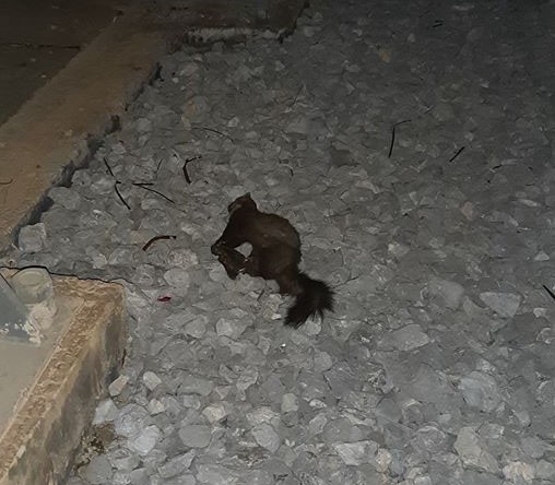 Κουνάβι προκάλεσε black out
