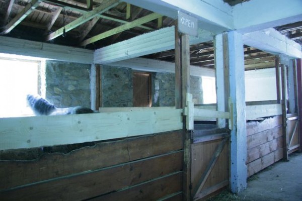 Βιάσαν 16χρονο μέσα σε στάβλο