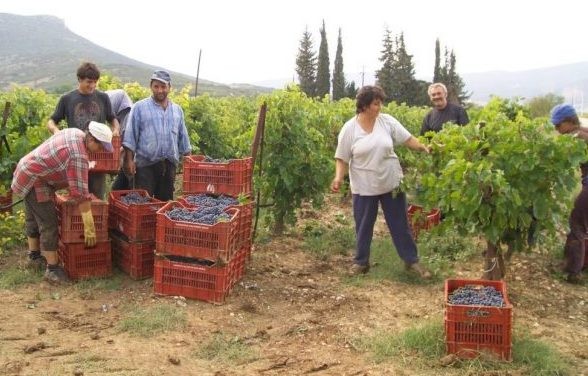 Όροι και προϋποθέσεις για την αναγνώριση Ομάδας και Οργανώσεων Παραγωγών