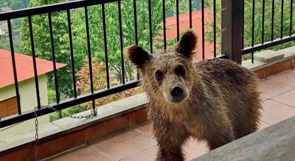 ΤΡΙΚΑΛΑ: Αρκουδάκι κάνει βόλτες σε μπαλκόνι σπιτιού