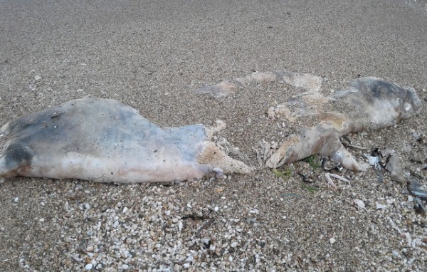 ΚΑΛΑΜΟΣ ΕΥΒΟΙΑΣ : Νεκρή φώκια ξέβρασε η θάλασσα