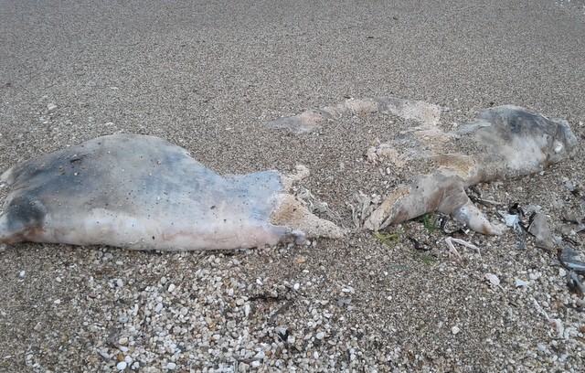 ΚΑΛΑΜΟΣ ΕΥΒΟΙΑΣ : Νεκρή φώκια ξέβρασε η θάλασσα